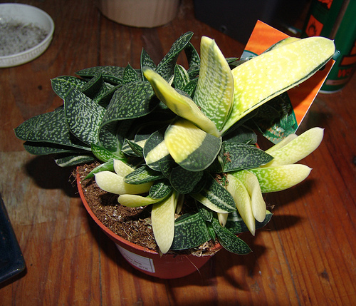 十大外围足球大平台