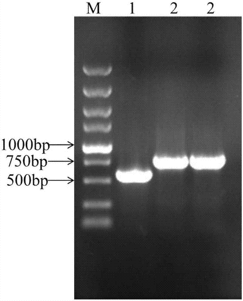 十大外围足球平台app手机版