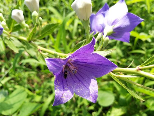 十大外围足球大平台