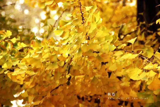 十大外围足球大平台